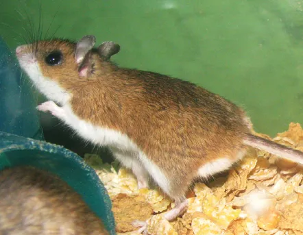 シカシロアシネズミ (Peromyscus maniculatus) - Picture Insect