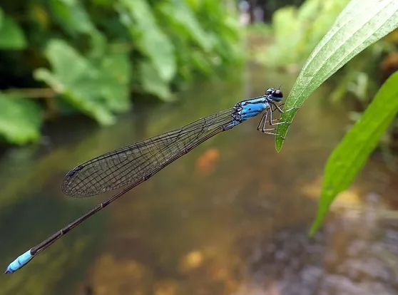 Long-Banded Bluetail