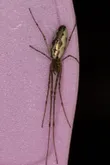 Tetragnatha montana