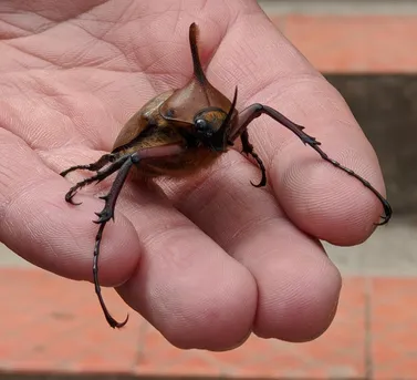 ヒメノコギリタテヅノカブト (Golofa eacus) - Picture Insect