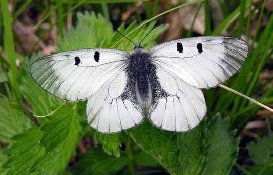 クロホシウスバシロチョウ (Parnassius mnemosyne) - Picture Insect