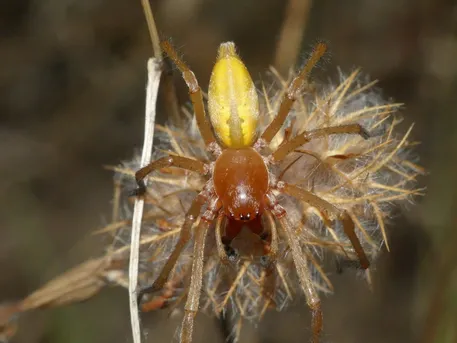 イエローサックスパイダー (Cheiracanthium punctorium