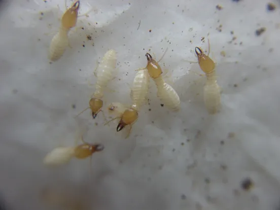 Formosan Subterranean Termite