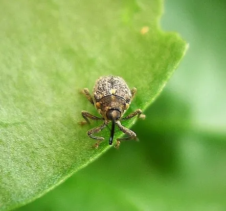 Gefleckter Kohltriebrüssler