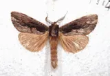 Hylaeora capucina