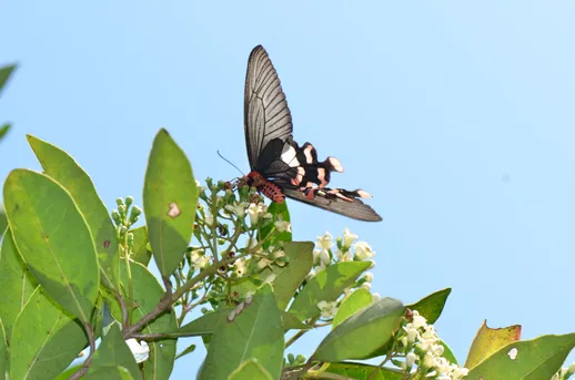 オオベニモンアゲハ (Byasa polyeuctes) - Picture Insect