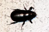 Rice beetle
