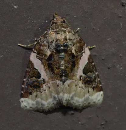 Pseudeustrotia carneola