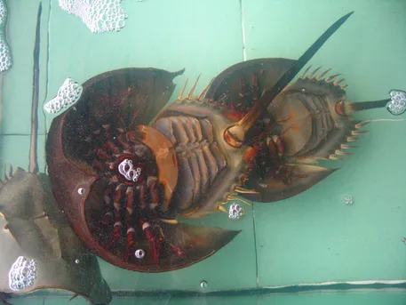 カブトガニ (Tachypleus tridentatus) - Picture Insect カブトガニ (Tachypleus tridentatus) - Picture Insect