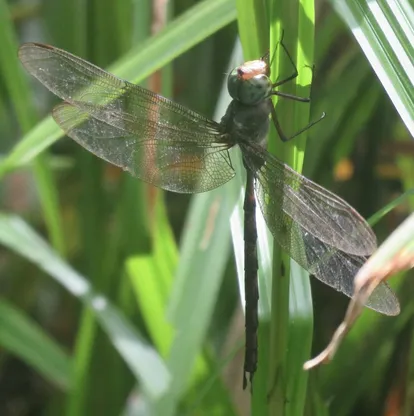 Pale-banded darner