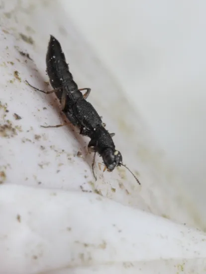 アラハダナガメダカハネカクシ