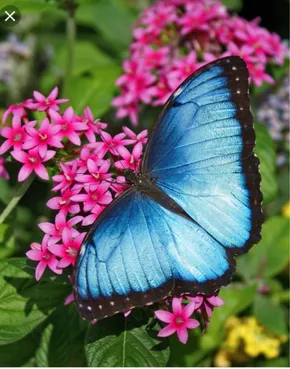 Menelaus blue morpho