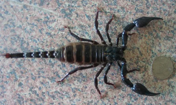 Heterometrus longimanus (Heterometrus longimanus) - Picture Insect