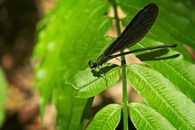 Atrocalopteryx atrata