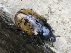 Mexican hercules beetle
