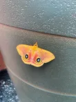 Cecrops eyed silkmoth