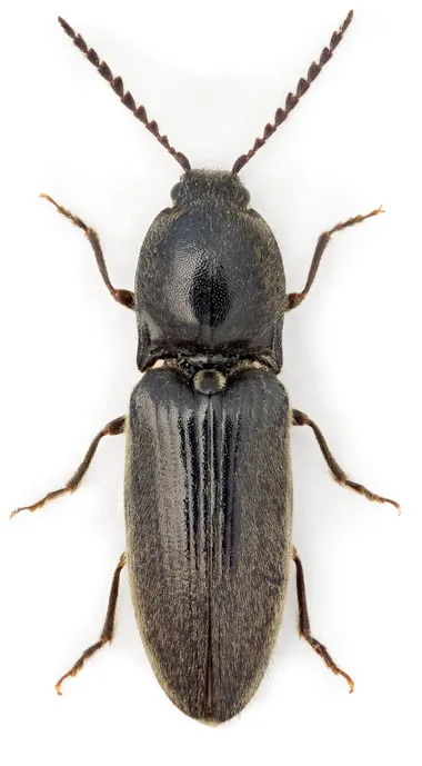 Hemicrepidius hirtus