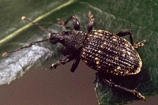 キンケクチブトゾウムシ (Otiorhynchus sulcatus) - Picture Insect