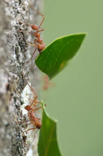 ハキリアリ (Atta cephalotes) - Picture Insect