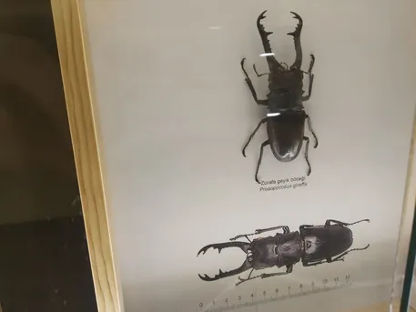 Prosopocoilus girafa (Prosopocoilus girafa) - Picture Insect