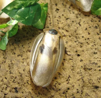 オオメンガタブラベルスゴキブリ (Blaberus giganteus) - Picture Insect
