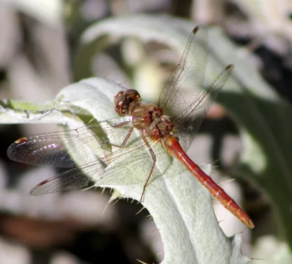 Sympetrum pallipes