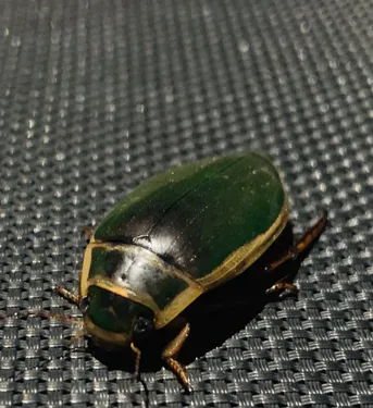 エゾゲンゴロウモドキ (Dytiscus marginalis) - Picture Insect