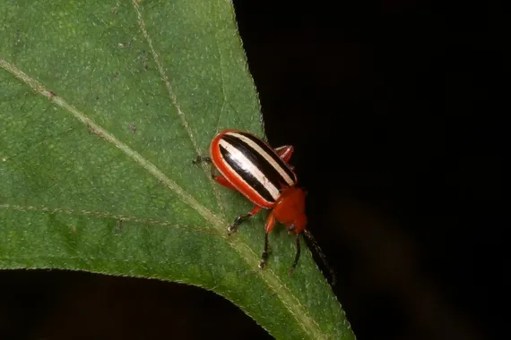 Disonycha leptolineata