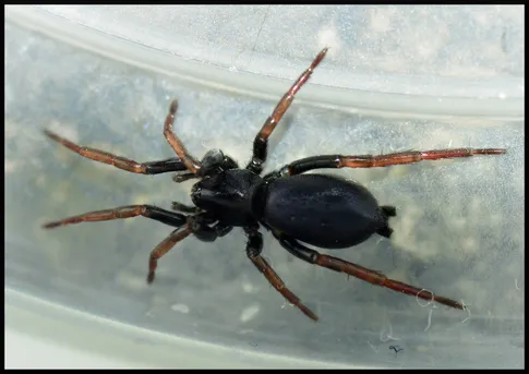 Yellow-legged zipper spider (Trachyzelotes pedestris) - Picture Insect
