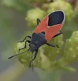 Redcoat seed bug