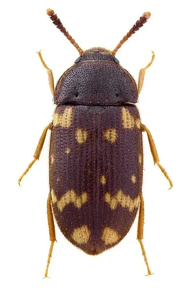 Mycetophagus atomarius
