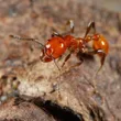 Striated ant