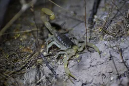 デザートヘアリースコーピオン (Hadrurus arizonensis) - Picture Insect