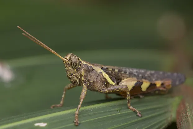 Rufous-legged grasshopper
