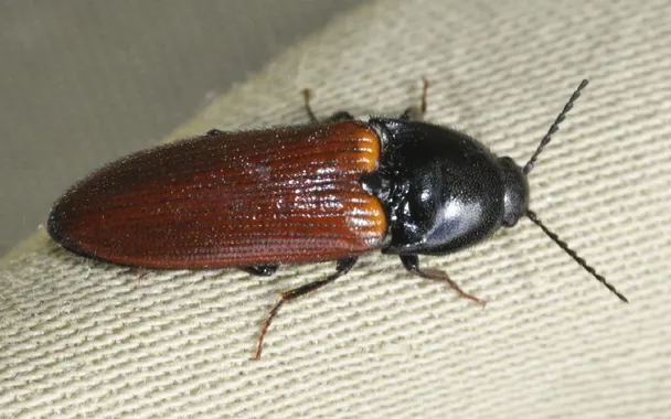 Ampedus pomorum