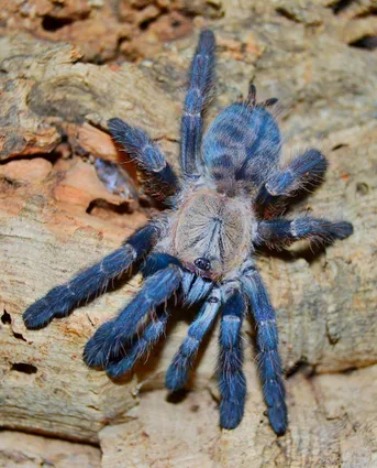 ガイアナ ピンクトゥータランチュラ (Avicularia avicularia) - Picture Insect