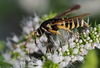 Kleiner pappel-glasflügler