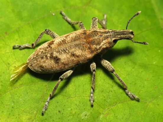 Sluggish weevil