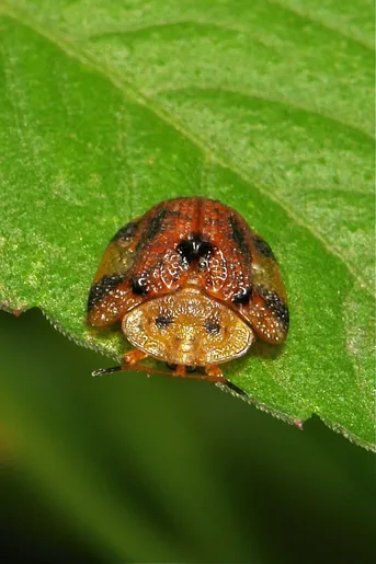 ヨツモンカメノコハムシ (Laccoptera quadrimaculata) - Picture Insect