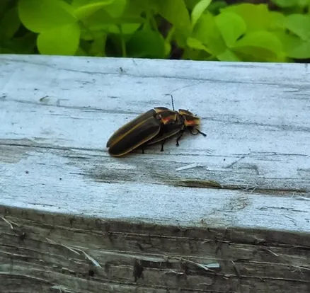 Pyractomena borealis