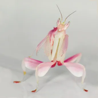 ハナカマキリ（花螳螂） (Hymenopus coronatus) - Picture Insect