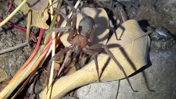 mordedura de araña reclusa parda etapa 1