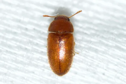 Hairy fungus beetle
