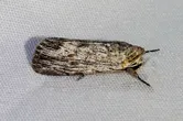 Fine-lined sallow