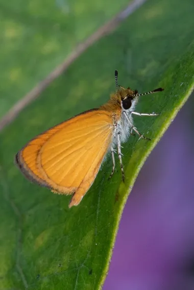 Tropical least skipper