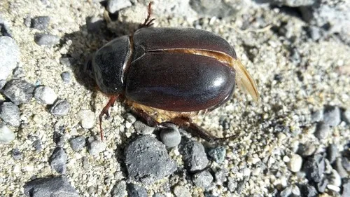 Pericoptus truncatus