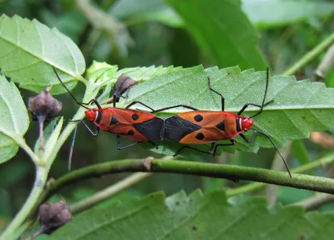 アカホシカメムシ (Dysdercus cingulatus) - Picture Insect