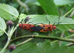 Indian cotton stainer bug