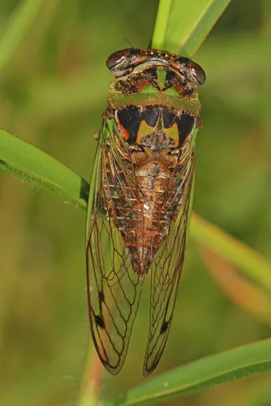 Southern dog-day cicada