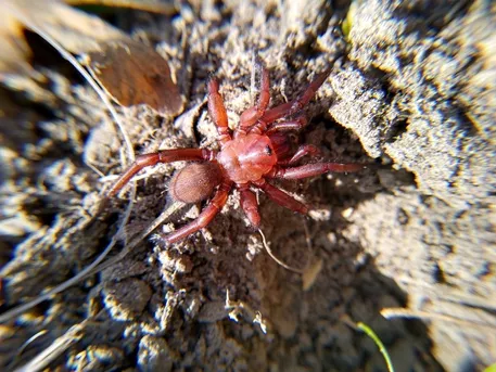 Comstock's wafer trapdoor spider (Myrmekiaphila comstocki